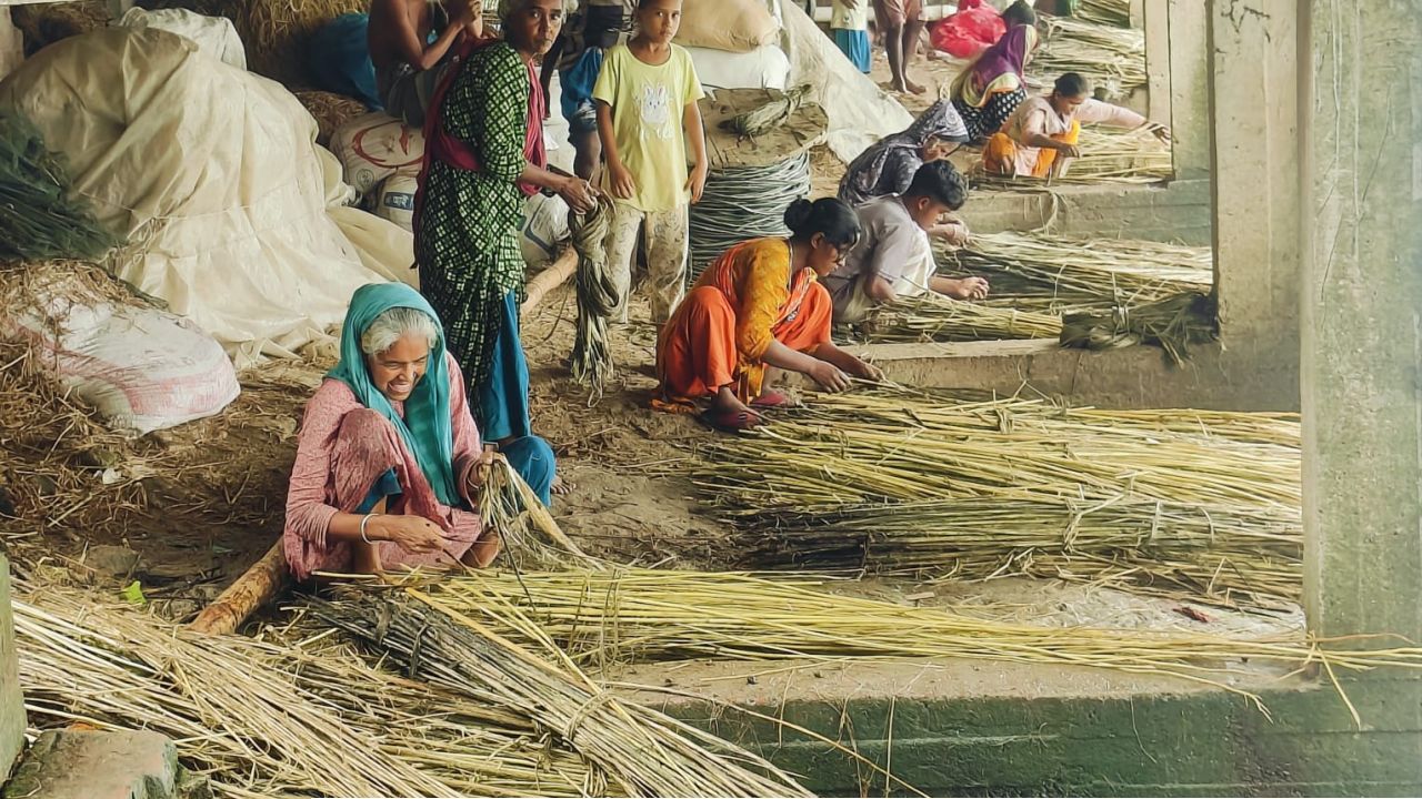 সোনালি আঁশে ফিরেছে স্বস্তি সিংড়ায় পাটের ভালো ফলনে খুশি কৃষক
